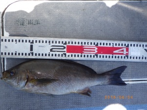 石川丸 釣果
