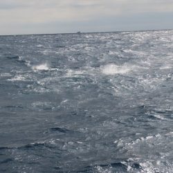 へいみつ丸 釣果