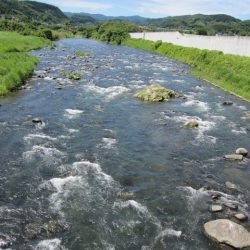 狩野川(狩野川漁業協同組合) 釣果