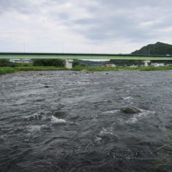 狩野川(狩野川漁業協同組合) 釣果