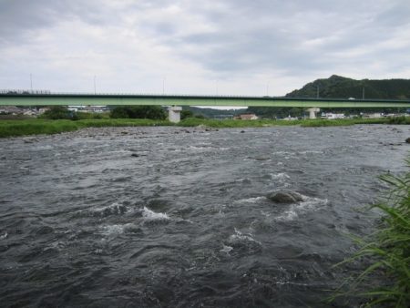 狩野川(狩野川漁業協同組合) 釣果