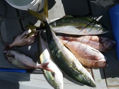 IDATEN(イダテン) 釣果