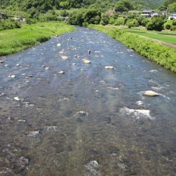 狩野川(狩野川漁業協同組合) 釣果