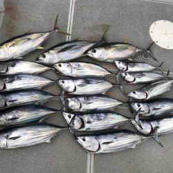 へいみつ丸 釣果