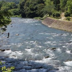 狩野川(狩野川漁業協同組合) 釣果