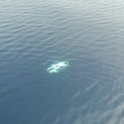 IDATEN（イダテン） 釣果