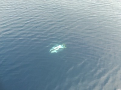 IDATEN（イダテン） 釣果