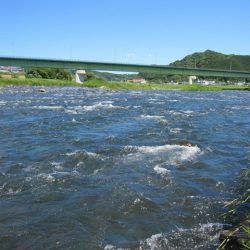 狩野川(狩野川漁業協同組合) 釣果