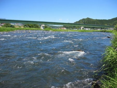 狩野川（狩野川漁業協同組合） 釣果