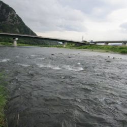 狩野川(狩野川漁業協同組合) 釣果