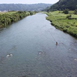 狩野川(狩野川漁業協同組合) 釣果