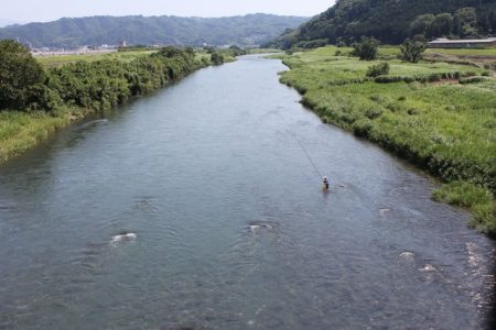 狩野川(狩野川漁業協同組合) 釣果