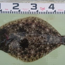 気仙沼　つり丸 釣果