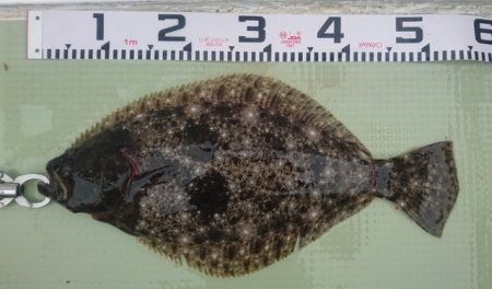 気仙沼　つり丸 釣果