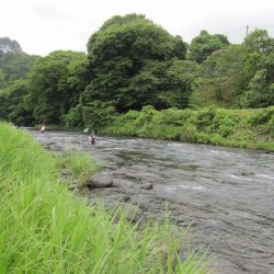 狩野川(狩野川漁業協同組合) 釣果