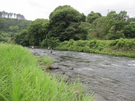 狩野川(狩野川漁業協同組合) 釣果