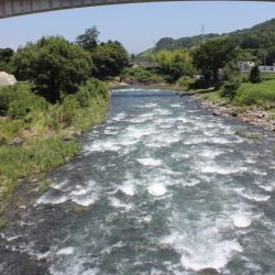 狩野川(狩野川漁業協同組合) 釣果