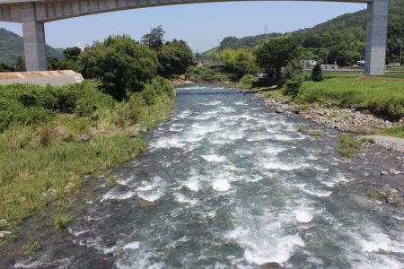 狩野川(狩野川漁業協同組合) 釣果