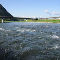 狩野川(狩野川漁業協同組合) 釣果