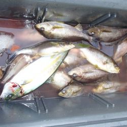 第二むつ漁丸 釣果