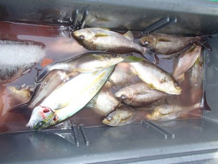 第二むつ漁丸 釣果