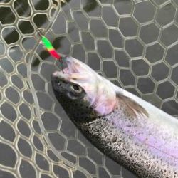 フィッシング サンクチュアリ 釣果