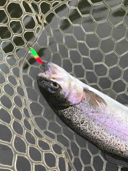 フィッシング サンクチュアリ 釣果