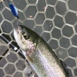 フィッシング サンクチュアリ 釣果