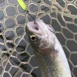 フィッシング サンクチュアリ 釣果