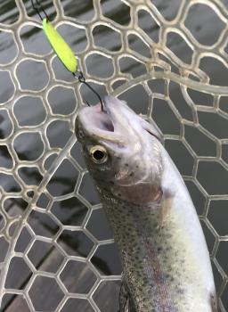 フィッシング サンクチュアリ 釣果