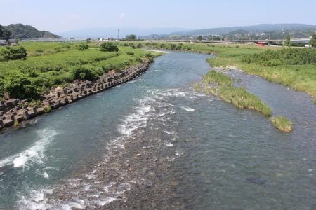狩野川(狩野川漁業協同組合) 釣果