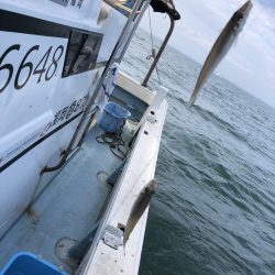 リトルワン 釣果