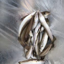 リトルワン 釣果