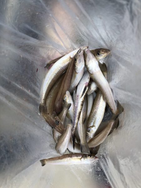 リトルワン 釣果