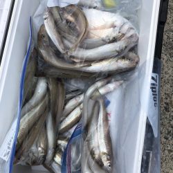 リトルワン 釣果