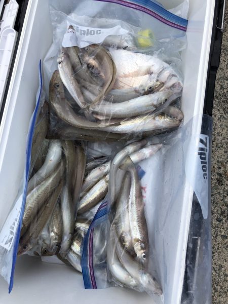 リトルワン 釣果