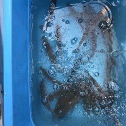 リトルワン 釣果