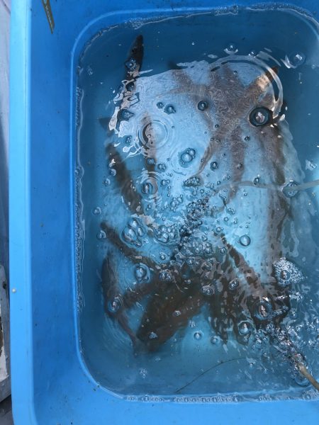 リトルワン 釣果