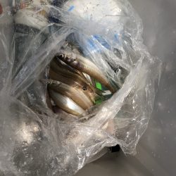 リトルワン 釣果