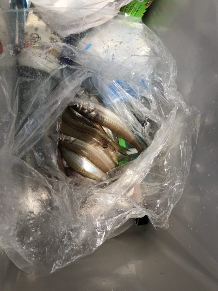 リトルワン 釣果