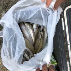 リトルワン 釣果