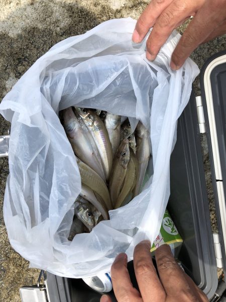 リトルワン 釣果