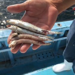 松鶴丸 釣果