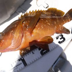 BlueNote Fishing Taxi 釣果