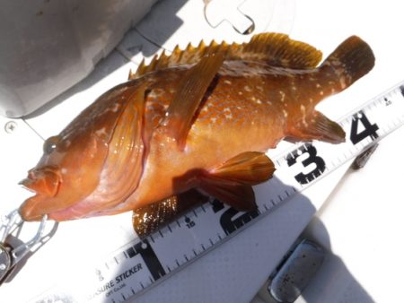 BlueNote Fishing Taxi 釣果