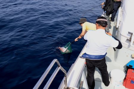 クルーズ 釣果