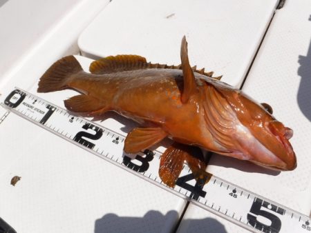 BlueNote Fishing Taxi 釣果