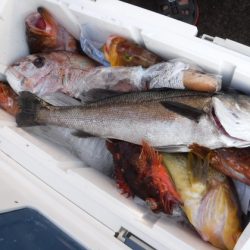 BlueNote Fishing Taxi 釣果