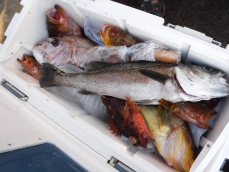 BlueNote Fishing Taxi 釣果