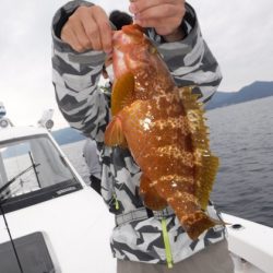 ＢｌｕｅＮｏｔｅ　Ｆｉｓｈｉｎｇ　Ｔａｘｉ 釣果